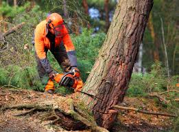 Best Weed Control  in Tunkhannock, PA