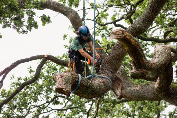 Best Tree Preservation Services  in Tunkhannock, PA