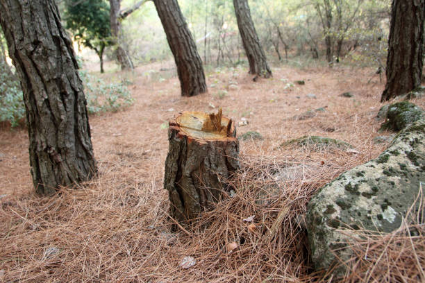 How Our Tree Care Process Works  in  Tunkhannock, PA