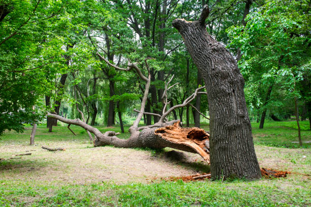Lawn Maintenance Plans in Tunkhannock, PA