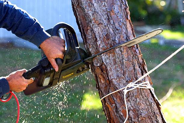 Best Tree Trimming and Pruning  in Tunkhannock, PA