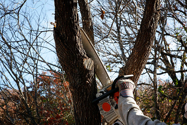 Best Hazardous Tree Removal  in Tunkhannock, PA