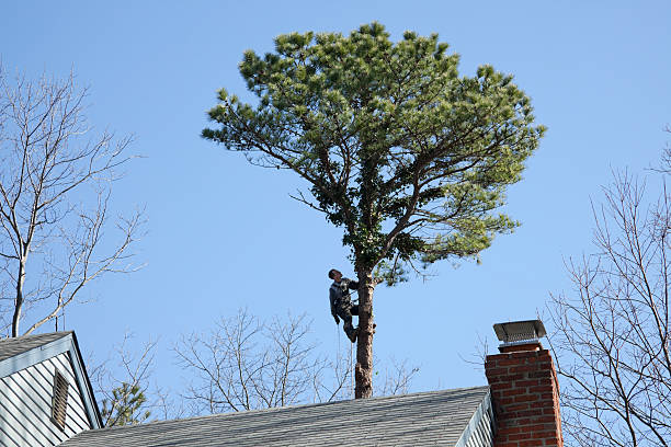 Best Emergency Tree Removal  in Tunkhannock, PA